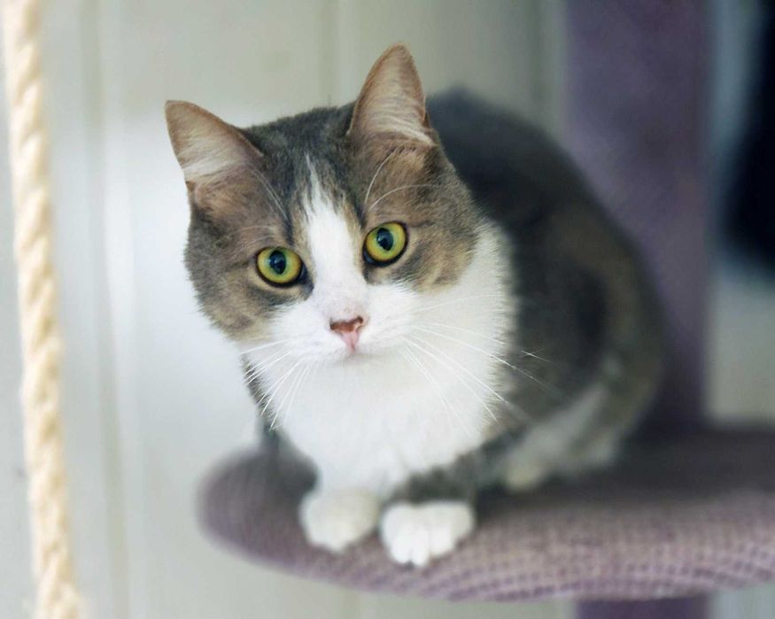 Лагідна кицюня Доллі 1рік шукає дім! кішка, сріблясто-біла, кошеня кіт