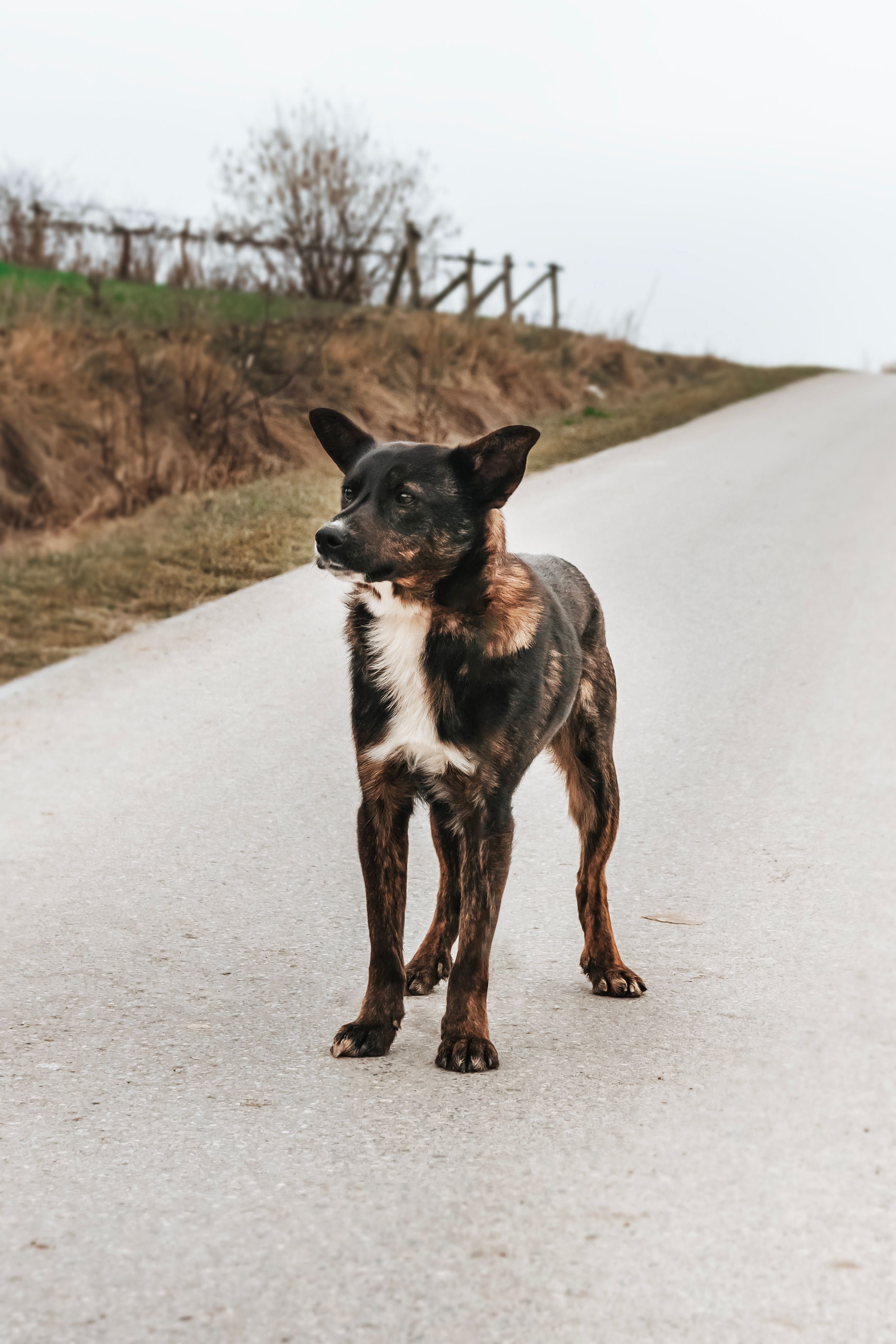 Proszę zauważ mnie, adoptuj