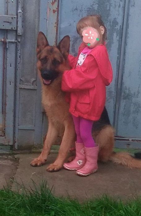 Цуценята. Німецька вівчарка ДН 19.09. Батьки з КСУ