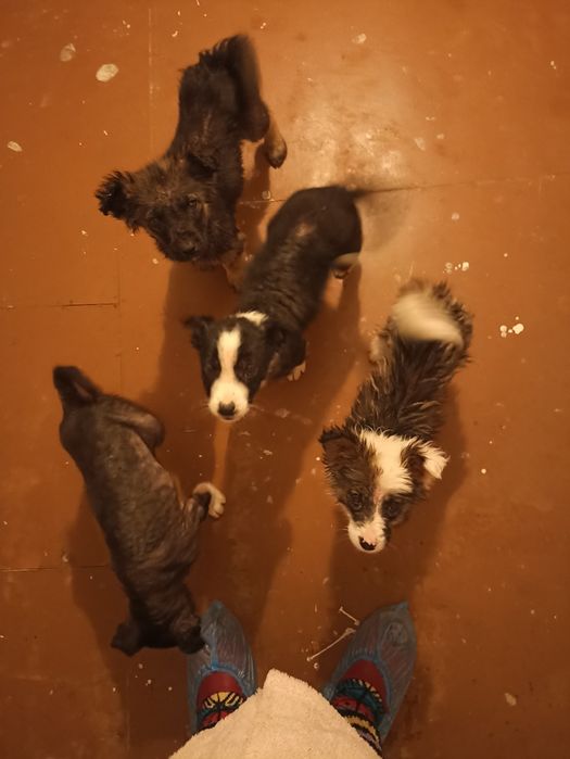 Нужен корм для животных