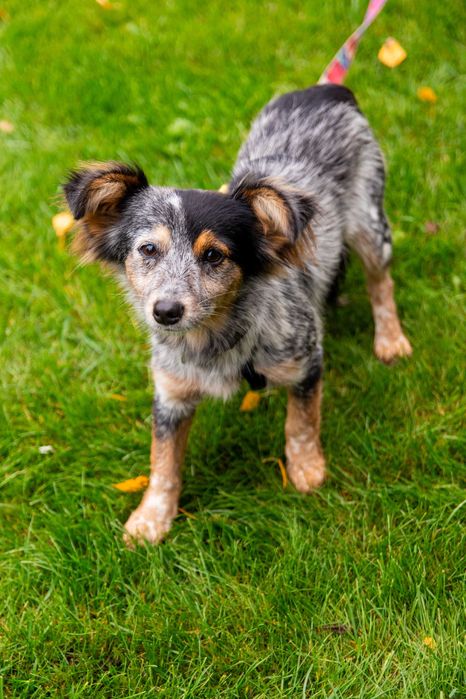 Dwie kruszynki przyjacielskie czekają na dom