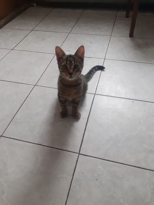 Maly kocurek do oddania