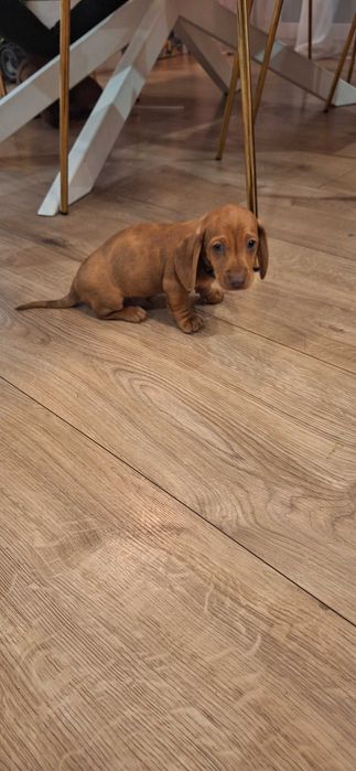 Jamnik krótkowłosy rudy merle piesek!