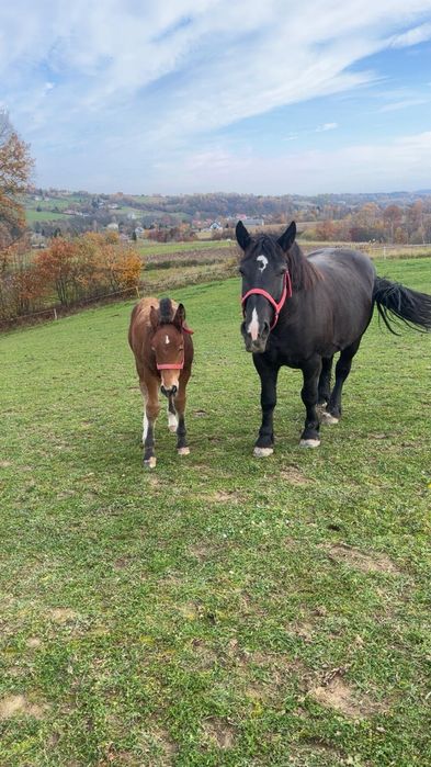Witam sprzedam klacz lat 6 ze źrebakiem