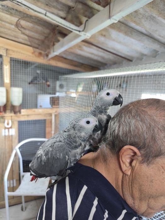 Papagaio cinzento criado a mão