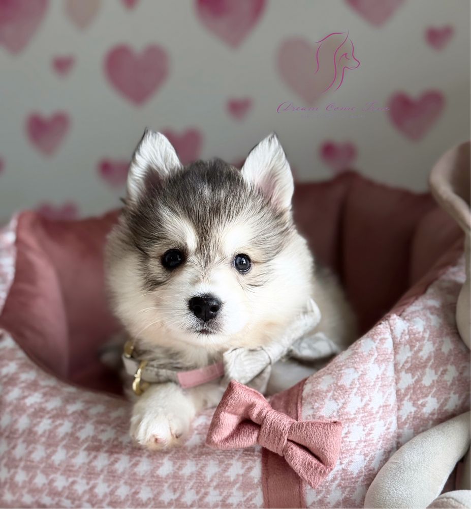 Pomsky ( Mini Husky )