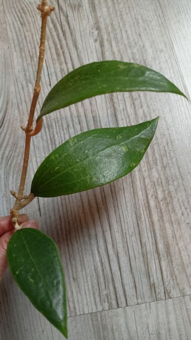 Hoya aff wibergiae rosnąca