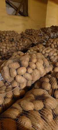 Ziemniaki jadalne Ricarda  Denar Catania Noya wielkość sadzeniaka