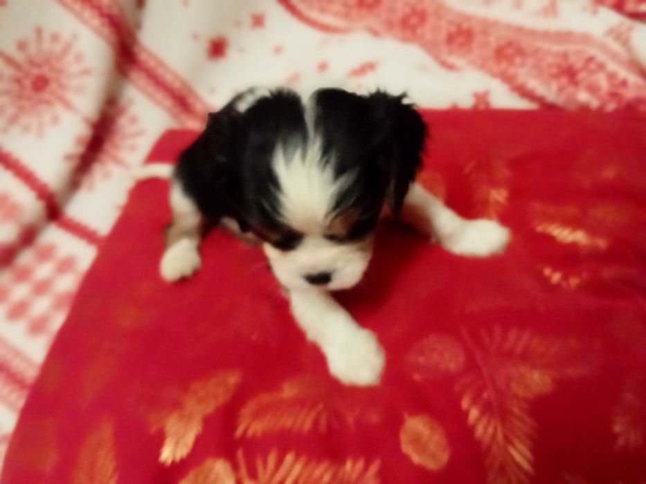 Pieski sunia cavalier king charles spaniel