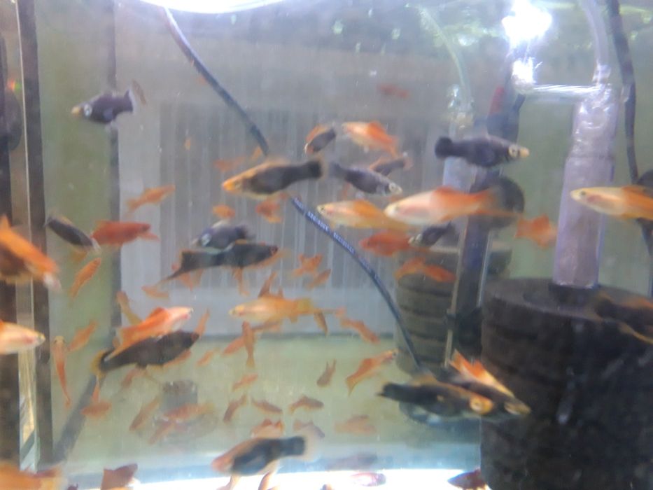 Mieczyk papuzi 8 zł