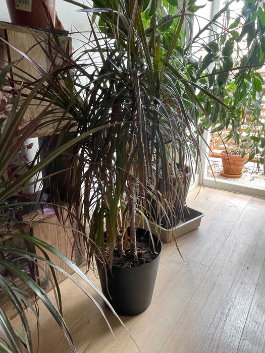 Coleção de Plantas de Interior – Todas por 200€ (Braga)
