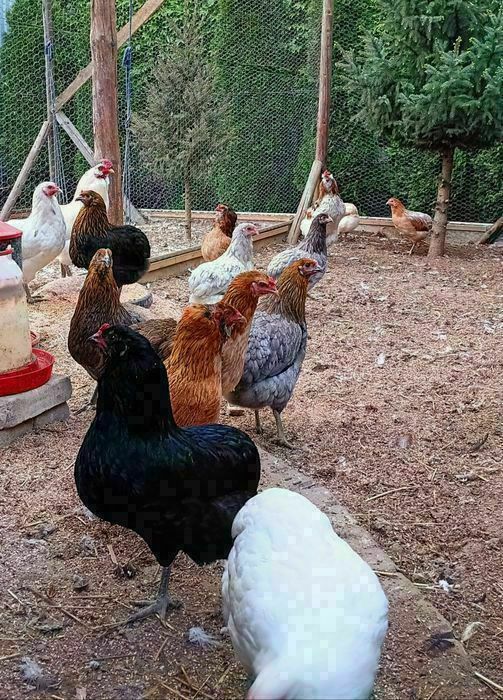 Kura kury aracuany naturalne ekologiczne araucany pisklaki araucany ku