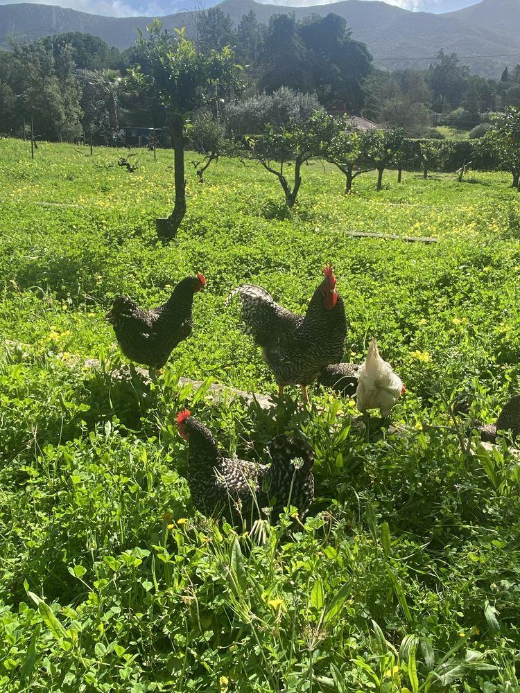 Ovos galados Pedrês Portuguesa