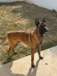 Pastor belga malinois macho