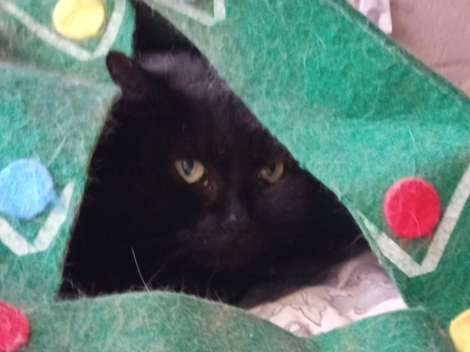 Czarna kotka Matcha bez szans na adopcje...