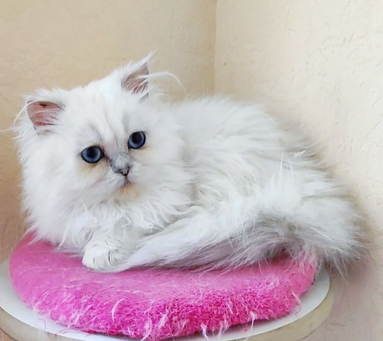 Клубный мальчик шиншиллка поинт хайленд