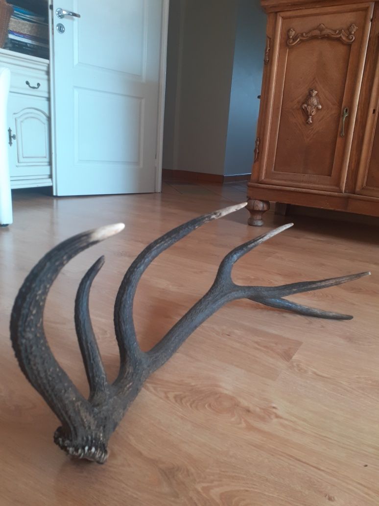Świeża tyka jelenia 12-stak poroże 2.6kg