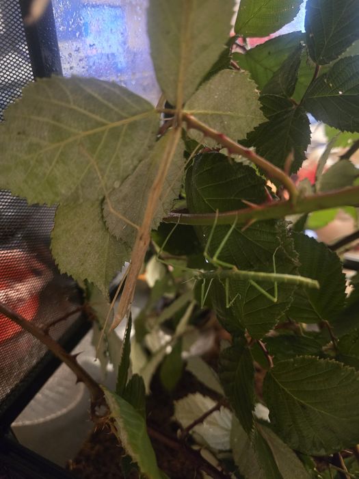 Patyczaki skrzydlate i rogate oddam za darmo Strzelin