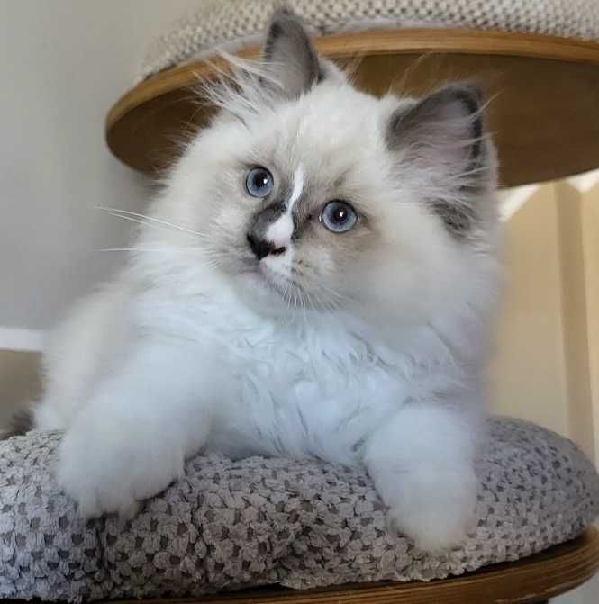 Kocięta Ragdoll  z rodowodem WCF