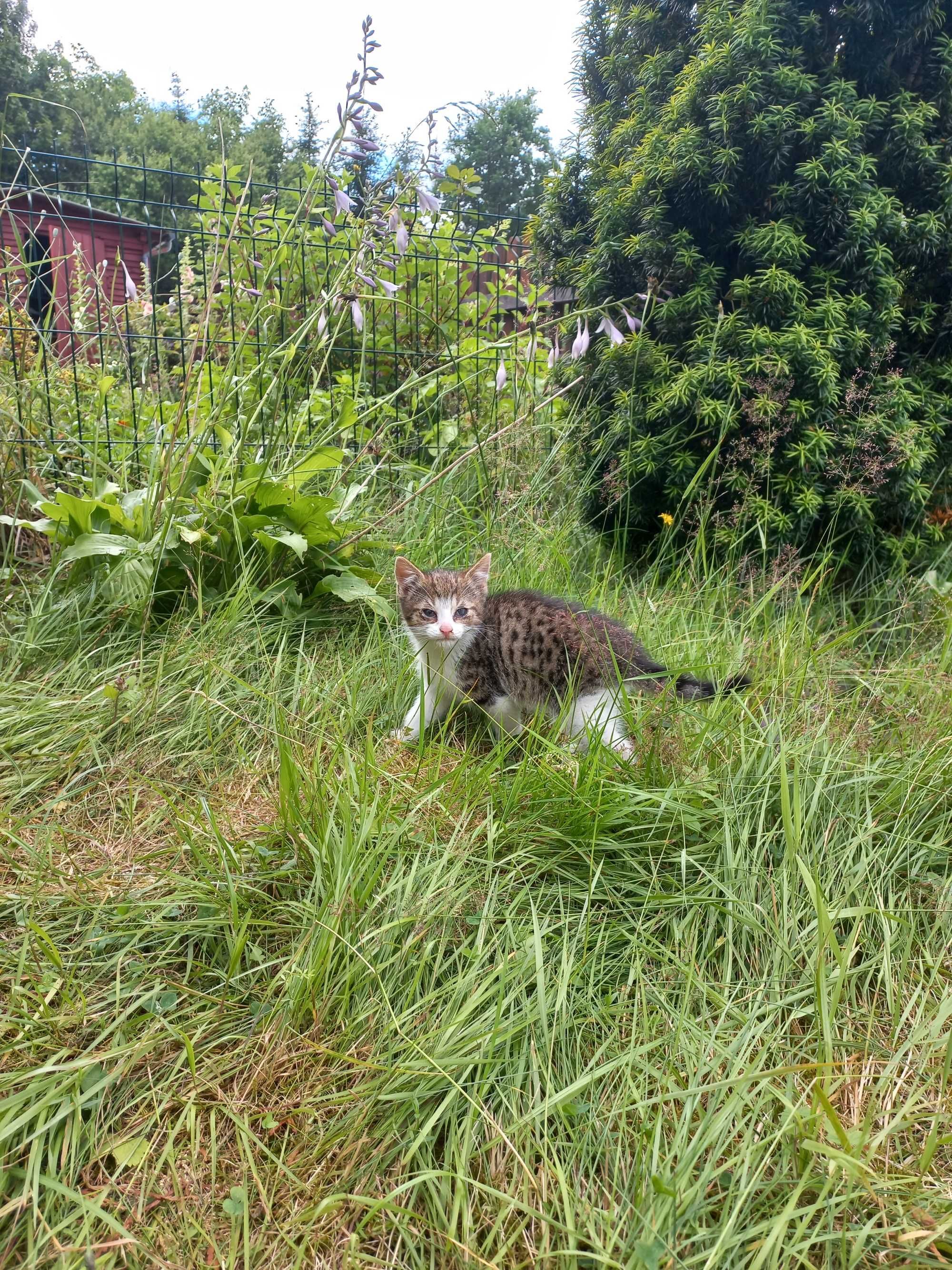 Kociaki do adopcji