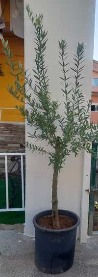 Oliveiras galegas para jardim e pata produção