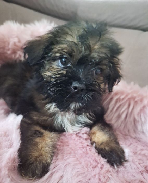 Cukiereczek unikatowy maluszek shih tzu czeka na dom