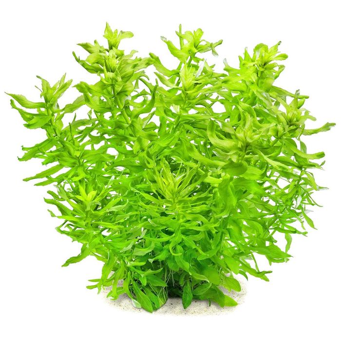 Эустералис зелёный. Акваріумні рослини