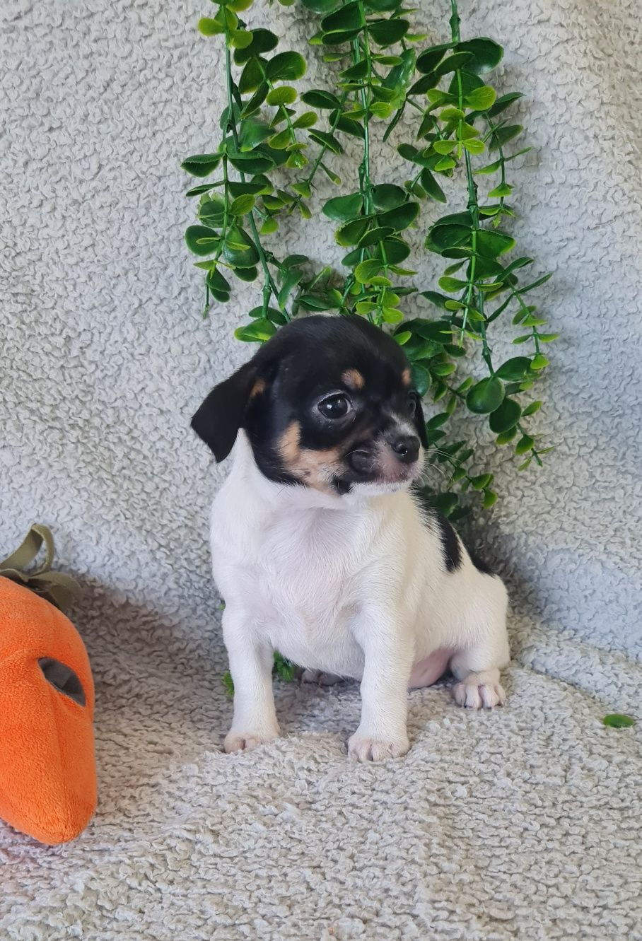 Excelente menina Chihuahua/Chiuaua. Linhagem Russa
