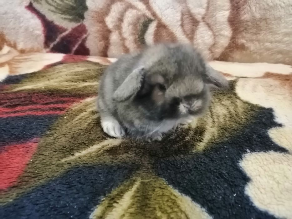 Декоративні (міні) кролики)