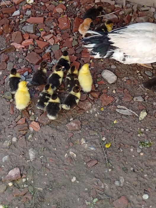 Каченята мускусні німі