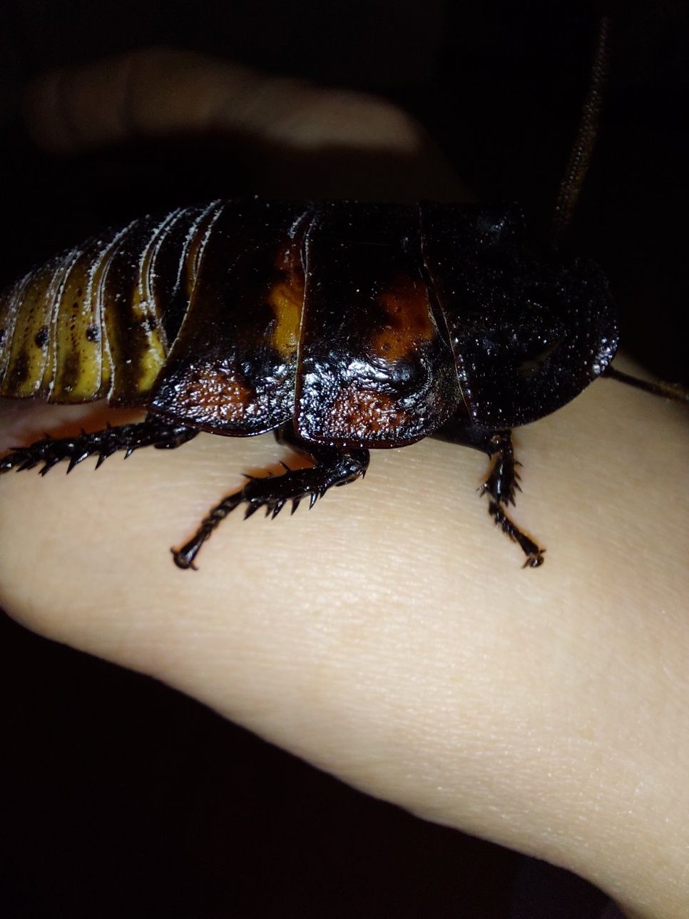 Мадагаскарский таракан как домашний питомец
