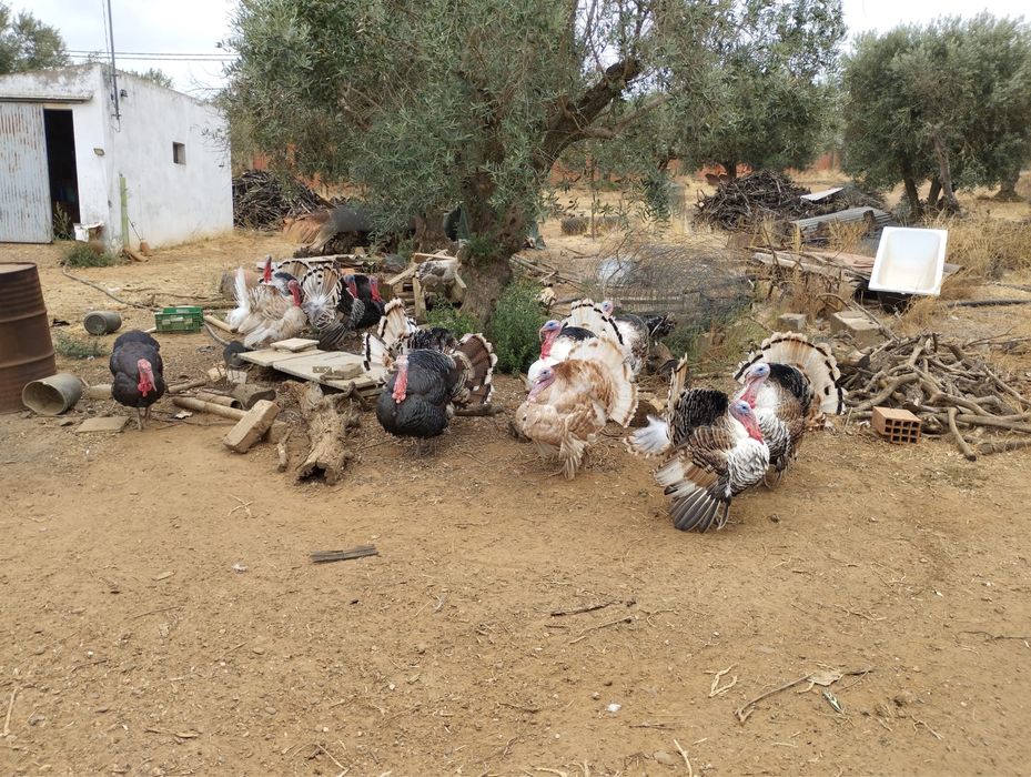 Perus criados ao ar livre