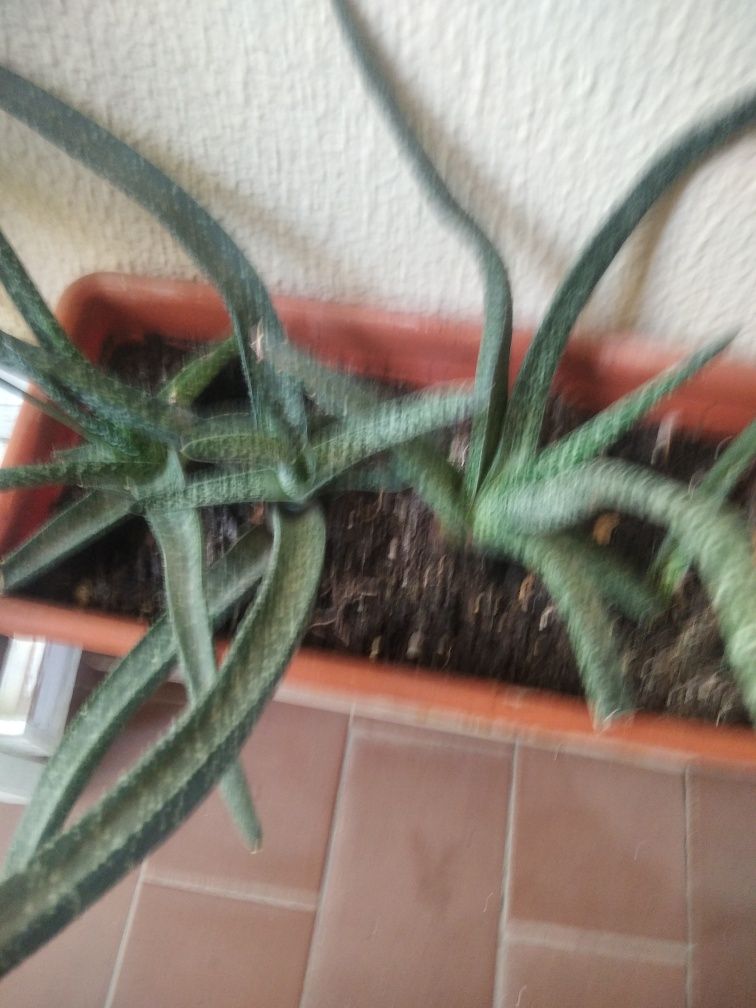 Floresm naturais vários tamanhos interior
