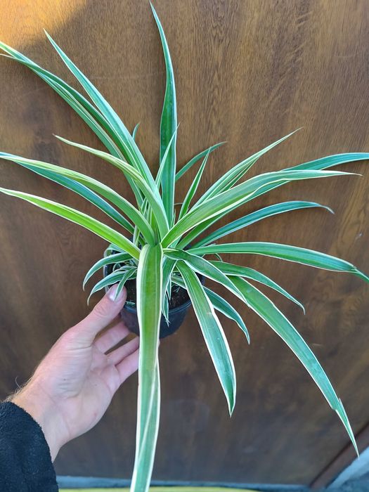 Zieliskta doniczka 11 cm