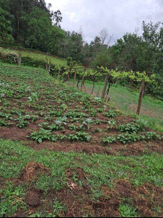 Terreno e casa nao habitável em portela do vade concelho vila verde