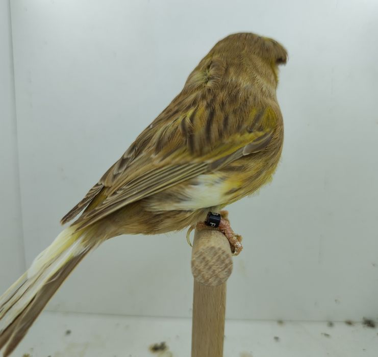 Kanarek kanarki gloster samica