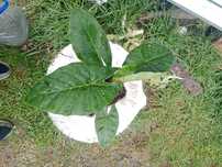 Linda planta conhecida por orelha de elefante