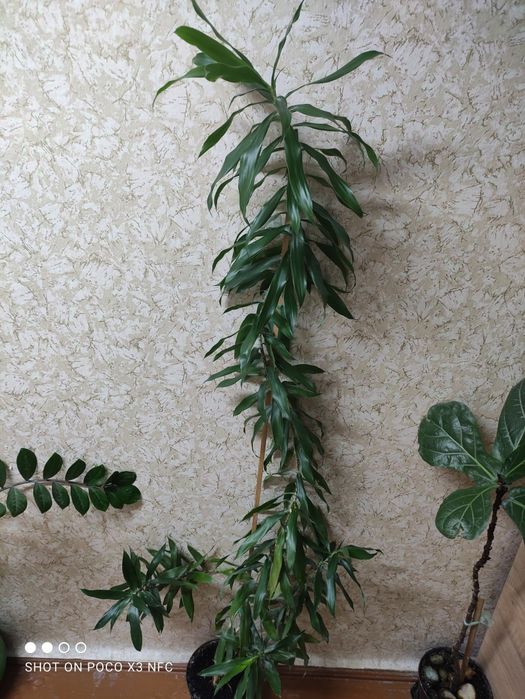 Вазон драцена reflexa, висота 170 см.