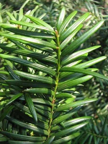 Cis pospolity(Taxus baccata)
