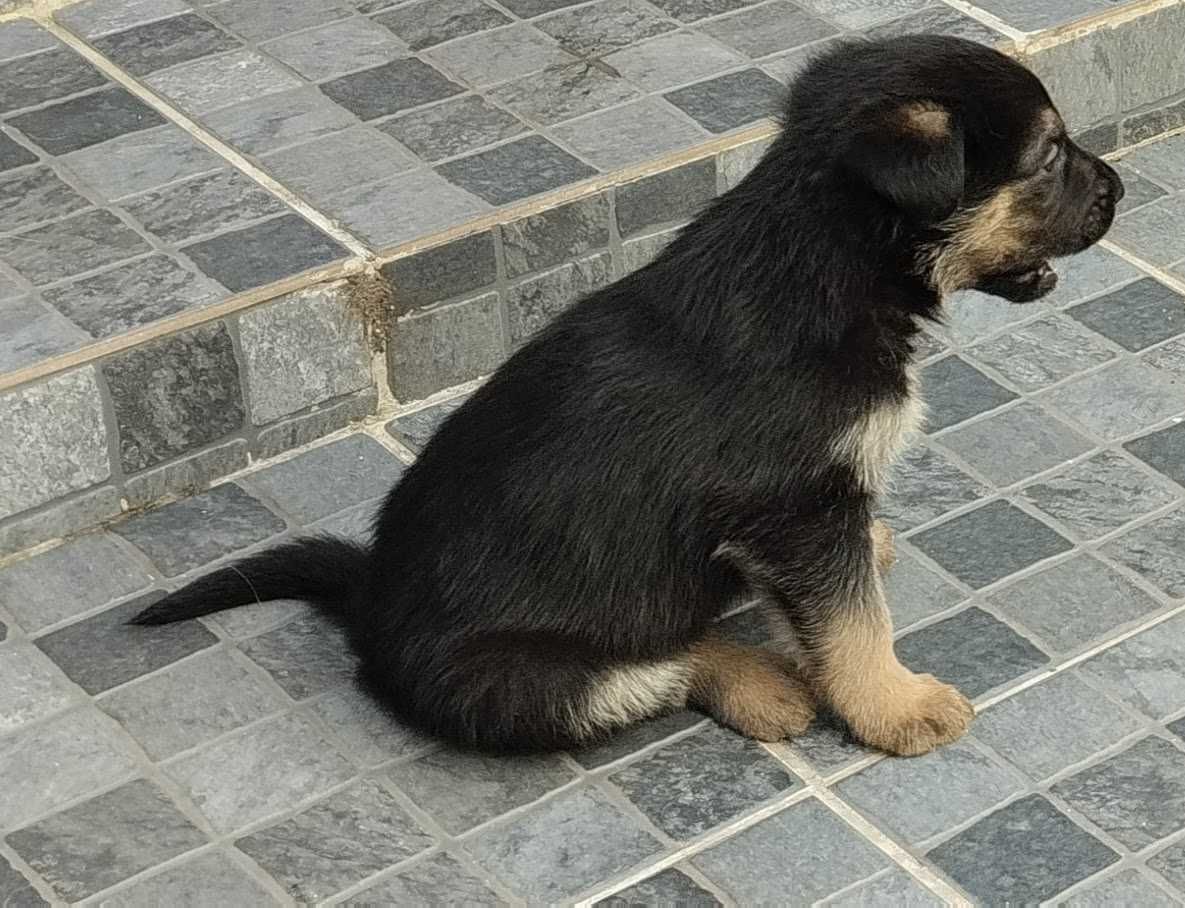 Cachorro raçado pastor alemão com castro laboreiro