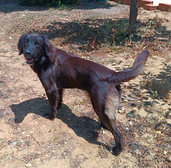 Eri- A Cadelinha resgatada pelos bombeiros!
