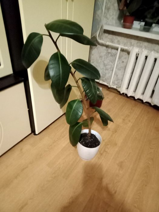 Фикус каучуковый высота цветка без горшка 80 см