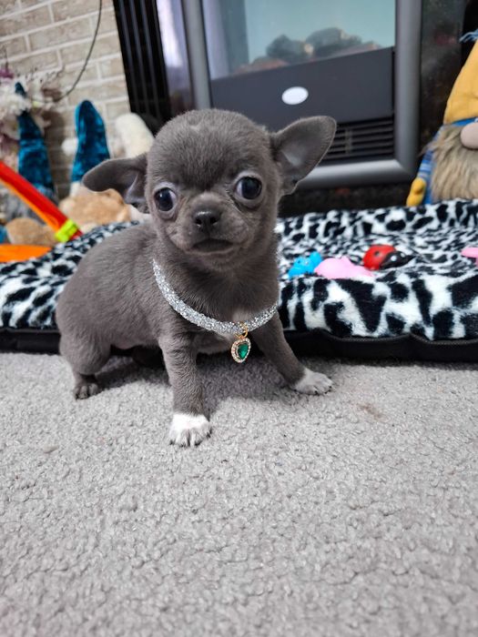 Niebieska krótkowłosa miniaturowa Zara  rasy chihuahua z rodowodem.