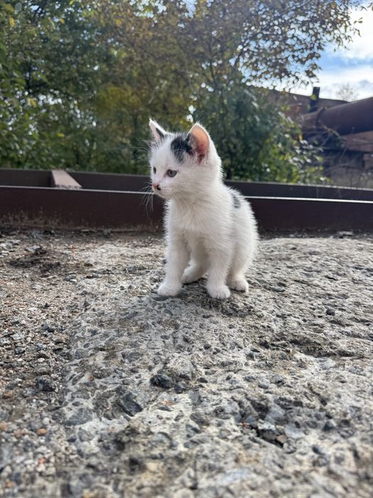 Відамо гарних котиків