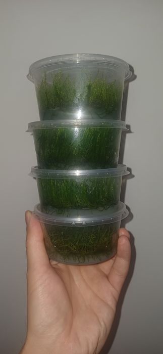 Mech mchy XXL in vitro rośliny korzeń kamień wysyłka