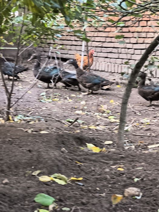 Kaczki piżmowe czarne i niebieski kaczor