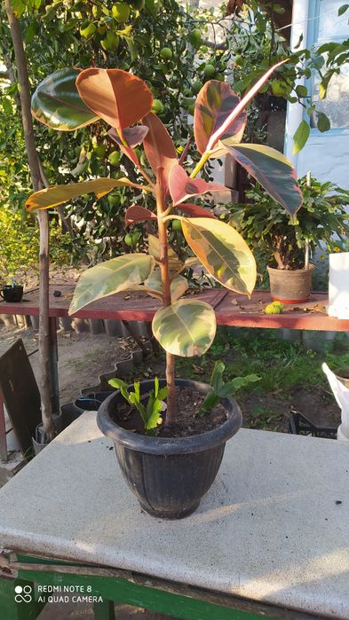 Фикус Белиз (для размножения)