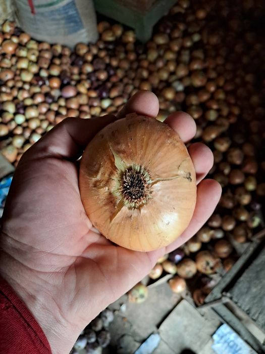 Цибуля домашня велика