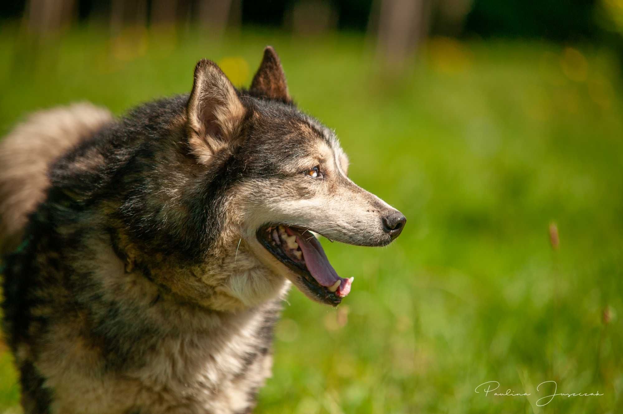 Otis w typie husky czeka na kochający dom...