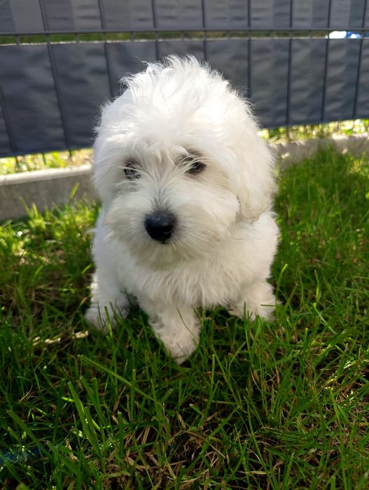 Maltipoo piękna unikatowa śnieżnobiała suczka. Gotowa do odbioru.